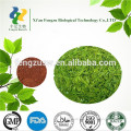 Organic matcha green tea powder, natural powder, green tea powder